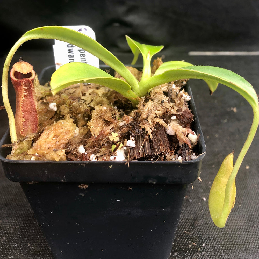 
                      
                        Nepenthes spathulata x edwardsiana
                      
                    