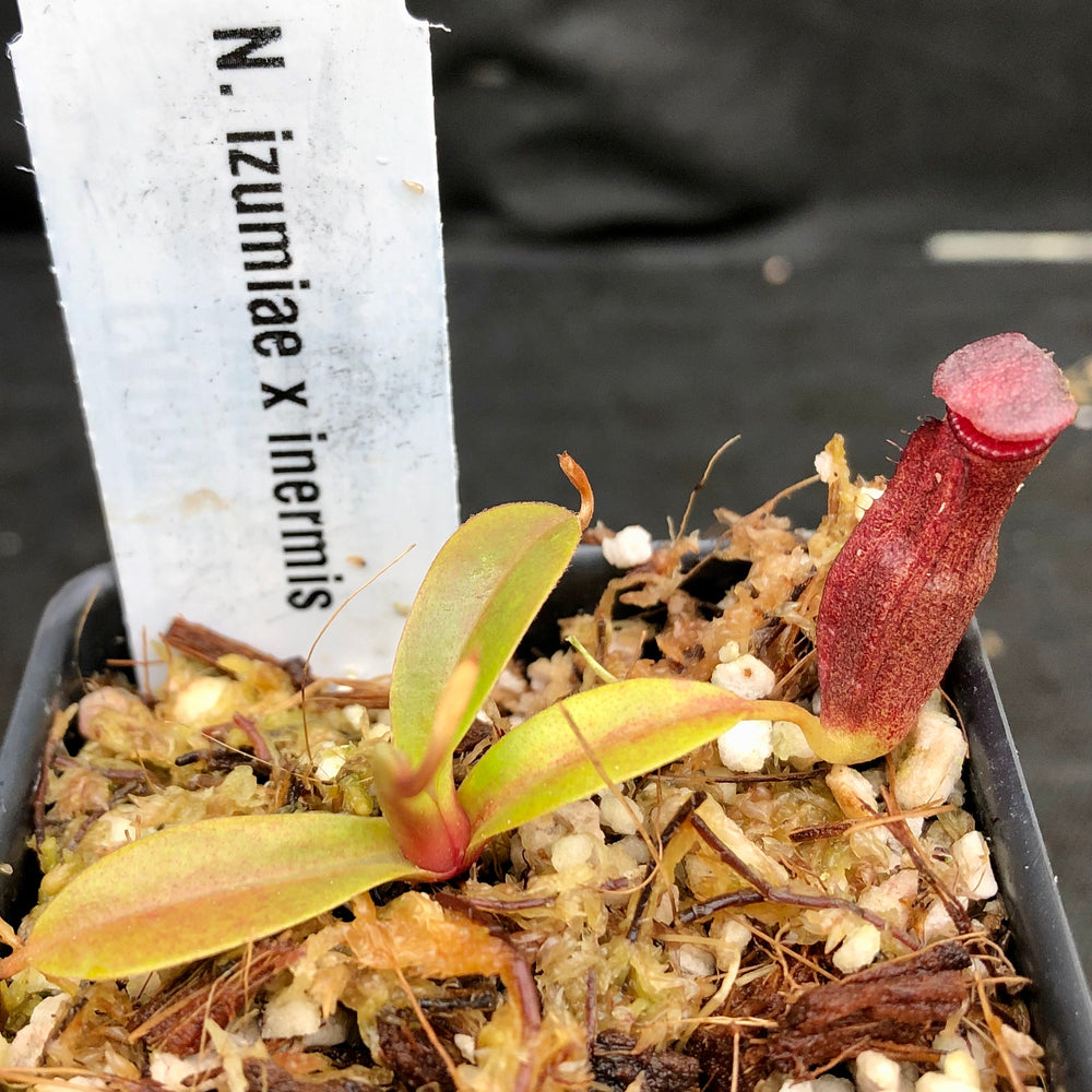 
                      
                        Nepenthes izumiae x inermis
                      
                    