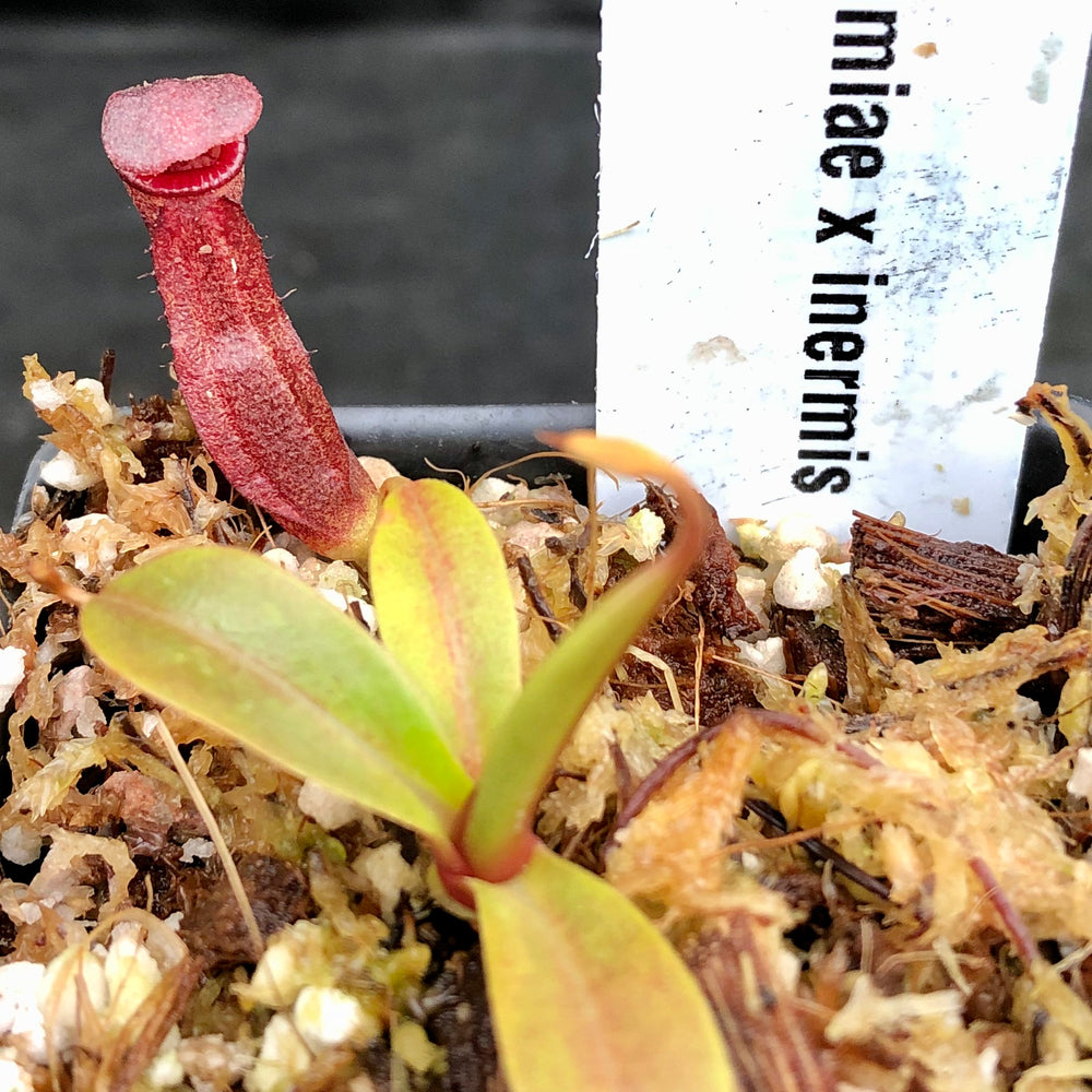 
                      
                        Nepenthes izumiae x inermis
                      
                    