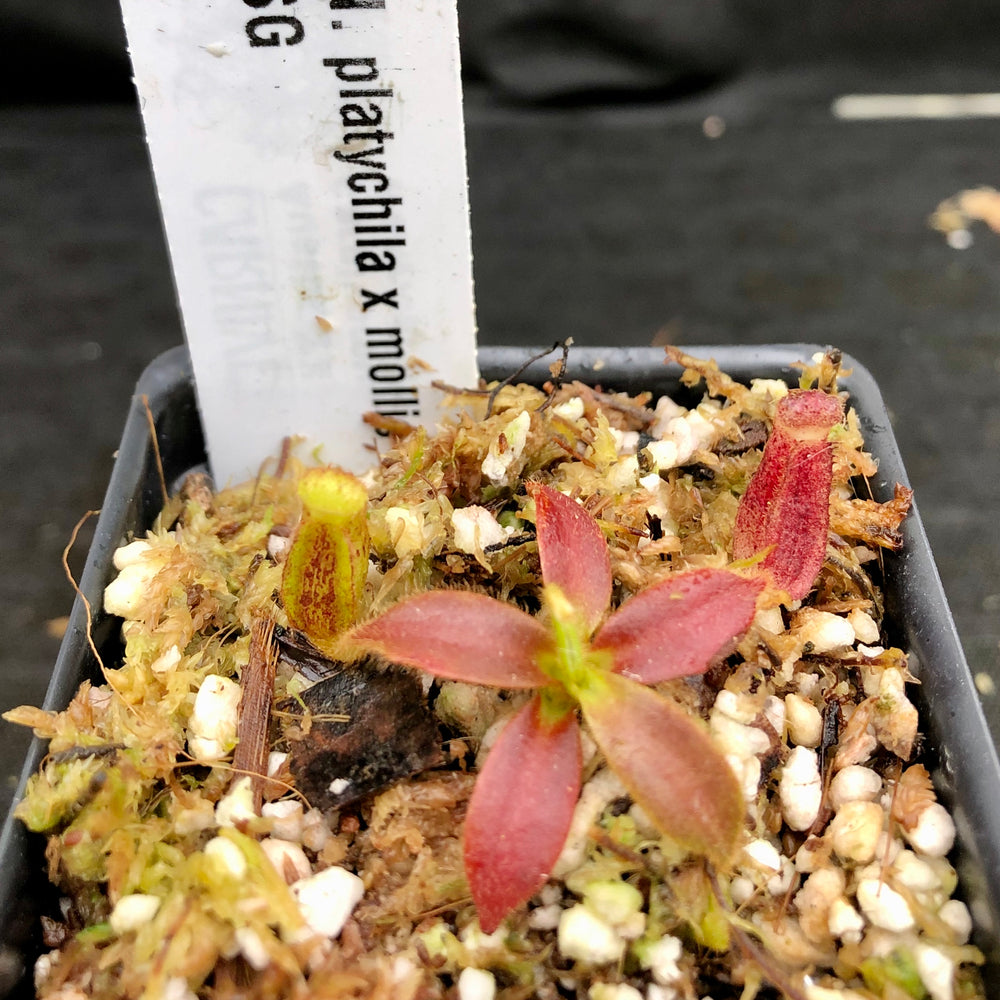 
                      
                        Nepenthes platychila x mollis
                      
                    