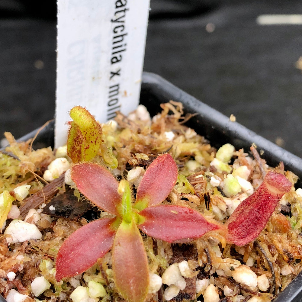 
                      
                        Nepenthes platychila x mollis
                      
                    