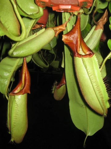 Nepenthes Cemerlang carnivorous pitcher plant with green elongated pitchers and reddish brown peristomes.