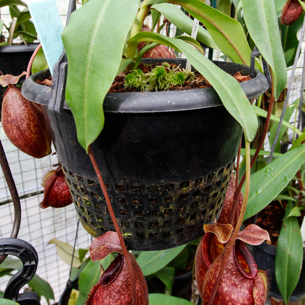 
                      
                        Nepenthes aristolochioides x diabolica
                      
                    