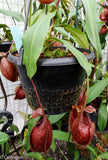 Nepenthes aristolochioides x diabolica