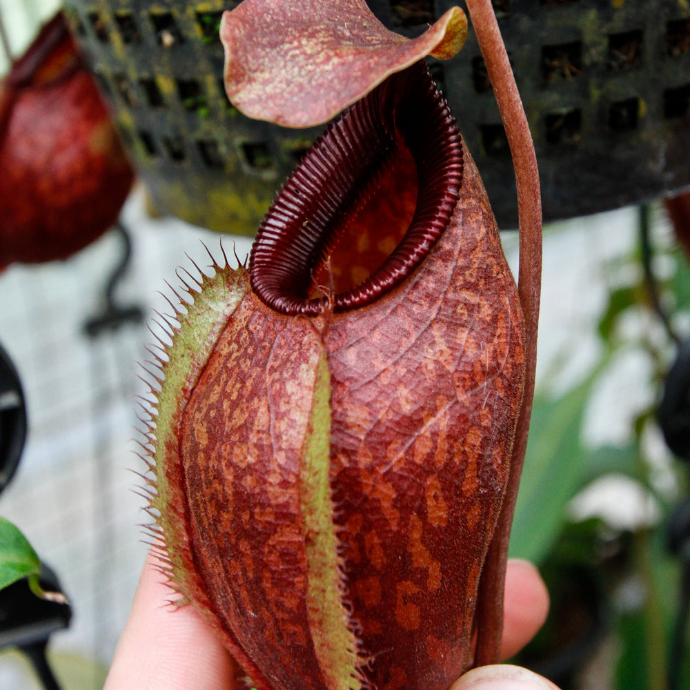 Nepenthes aristolochioides x diabolica