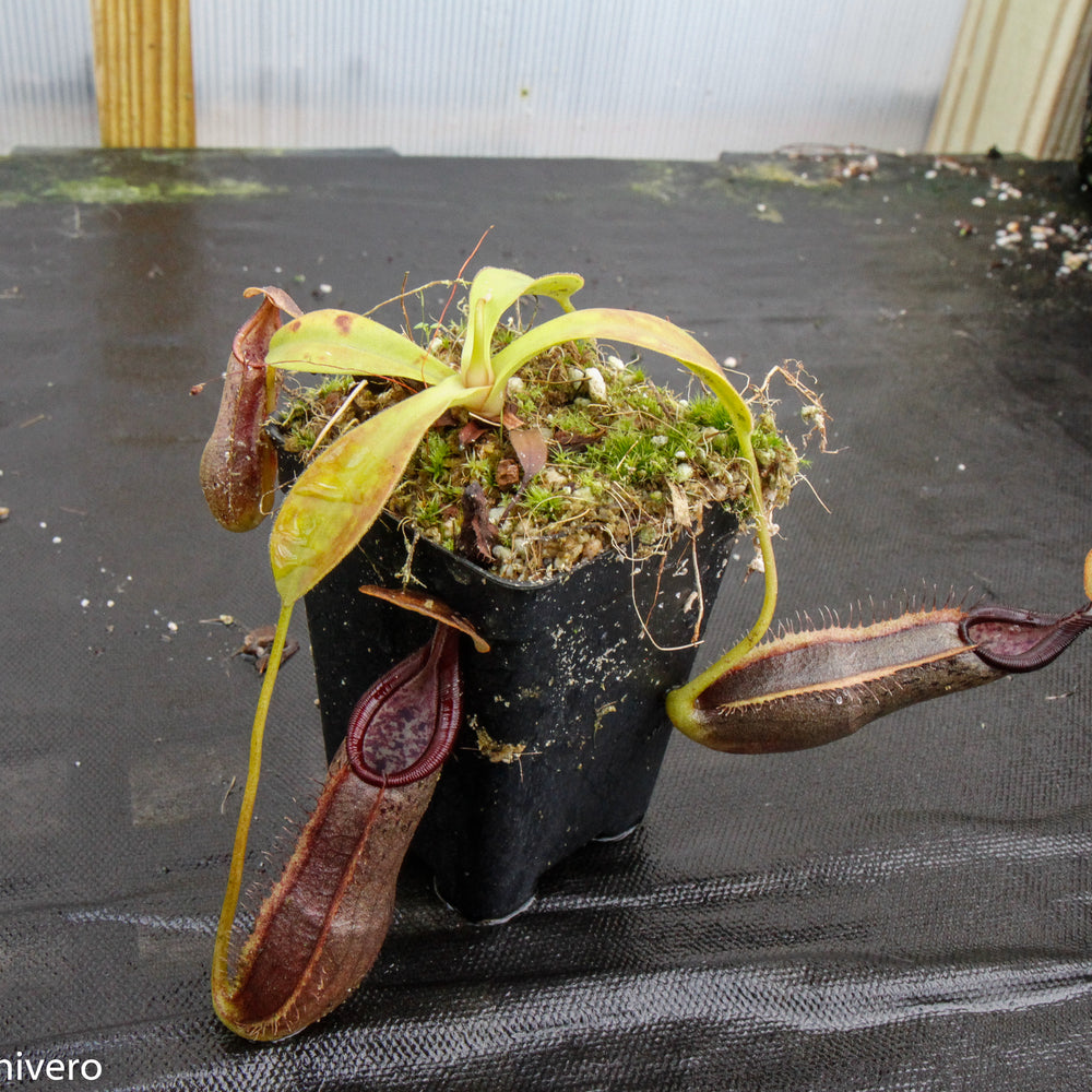 
                      
                        Nepenthes bongso var. robusta (seed grown)
                      
                    