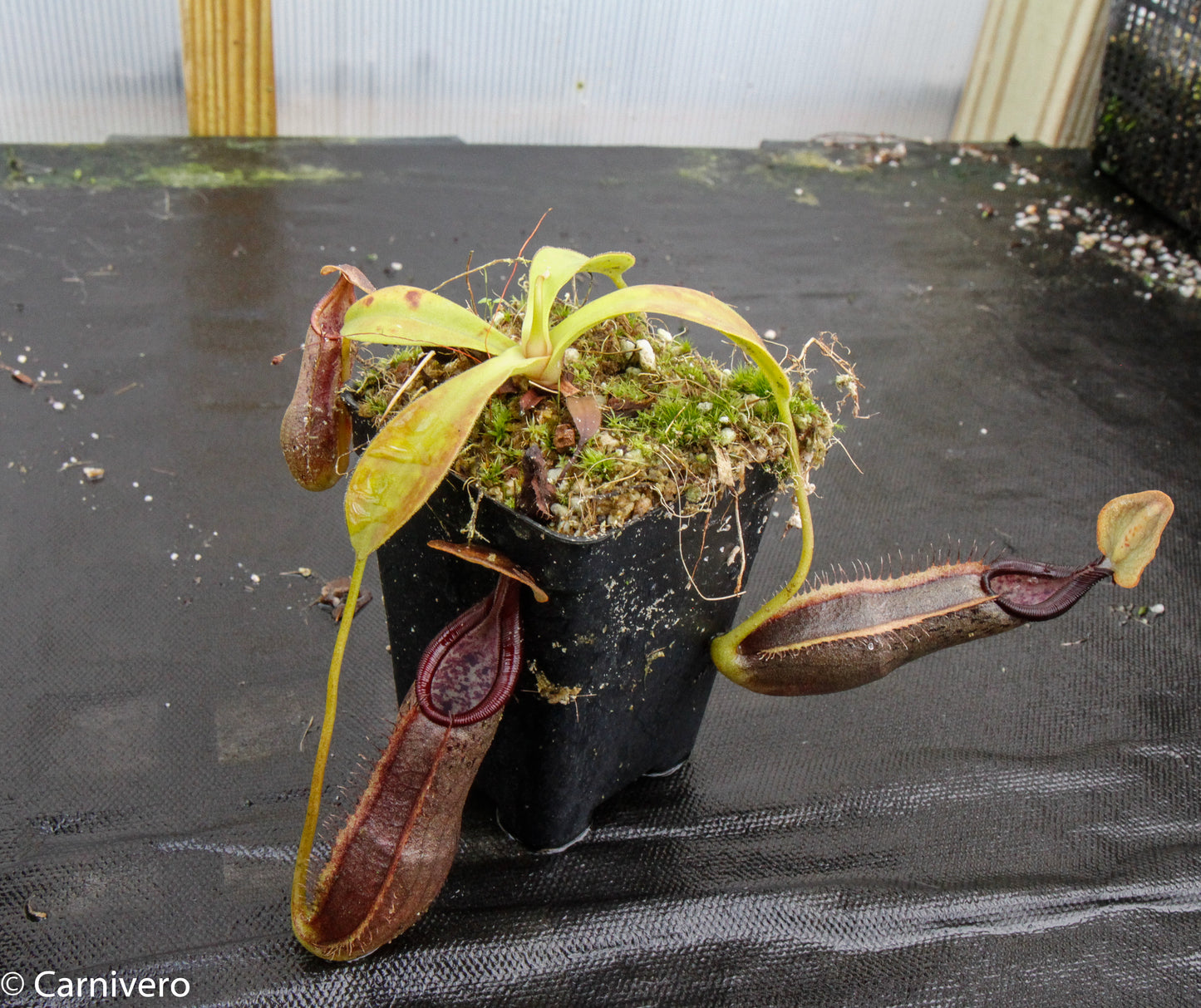 Nepenthes bongso var. robusta (seed grown)