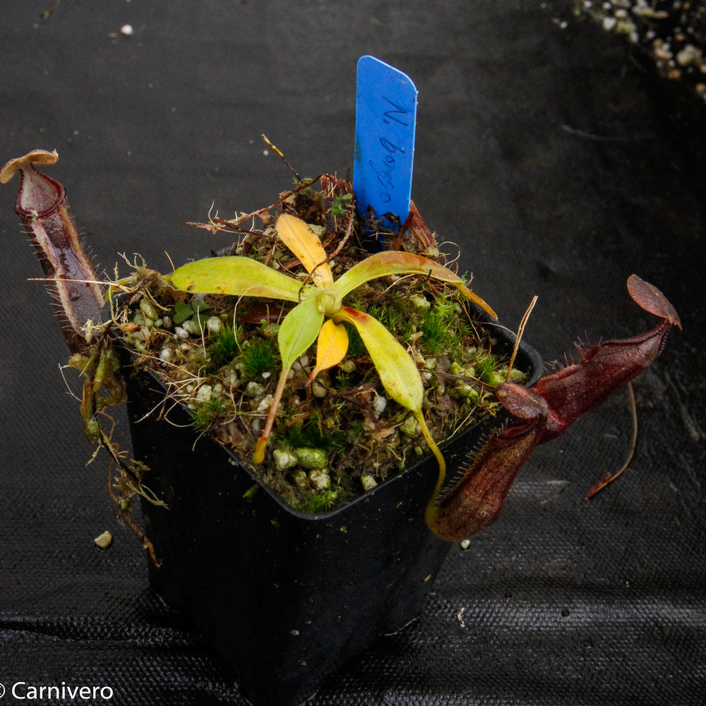 
                      
                        Nepenthes bongso var. robusta (seed grown)
                      
                    