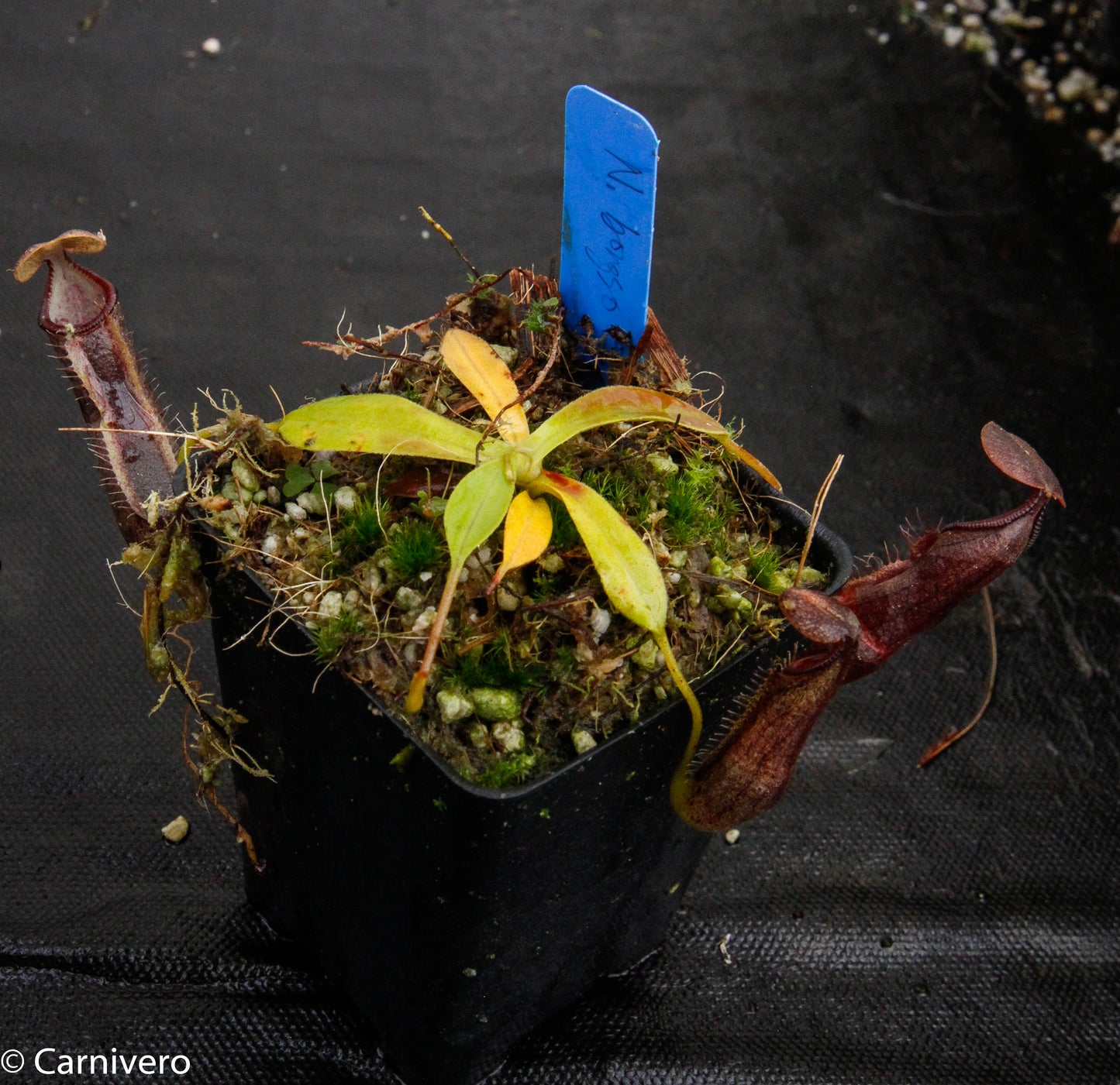 Nepenthes bongso var. robusta (seed grown)