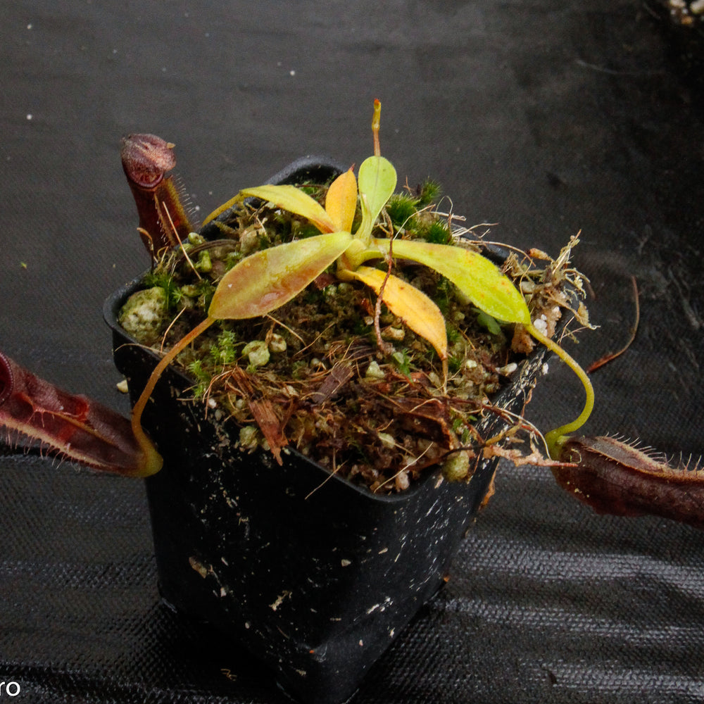 
                      
                        Nepenthes bongso var. robusta (seed grown)
                      
                    