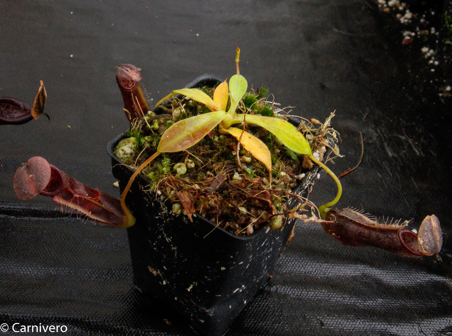 Nepenthes bongso var. robusta (seed grown)