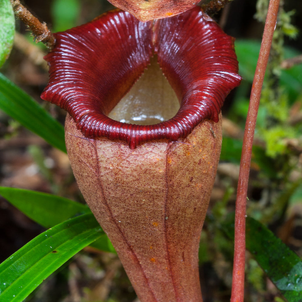 Nepenthes flava BE-3652