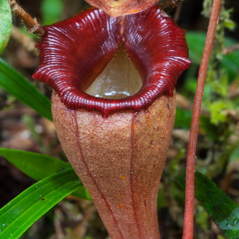Nepenthes flava BE-3652 pitcher with burgundy peristome amid green foliage.