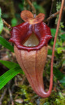 Nepenthes flava BE-3652