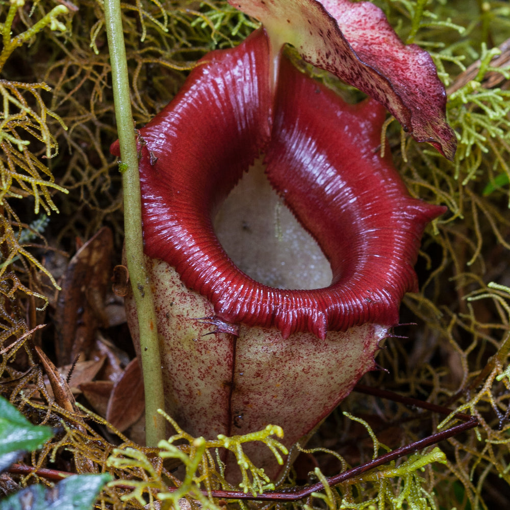 
                      
                        Nepenthes flava BE-3652
                      
                    