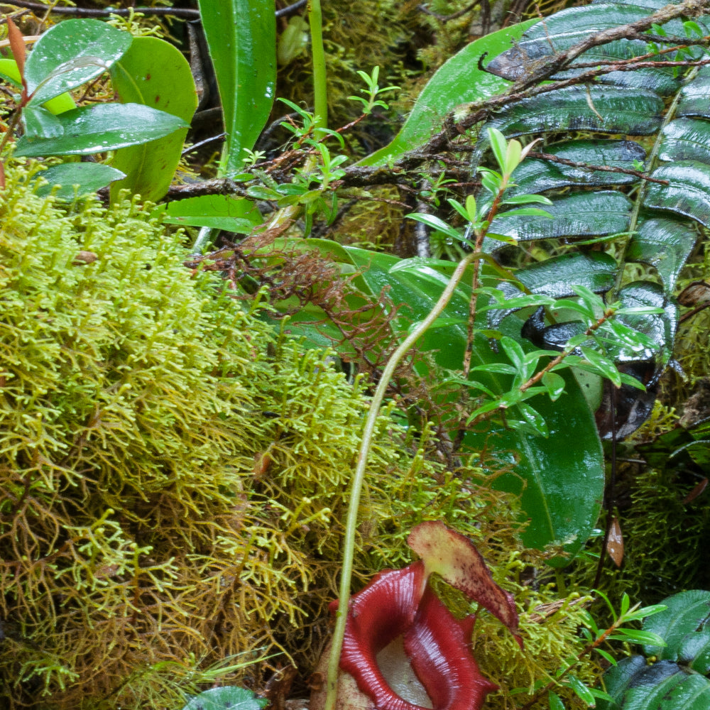 
                      
                        Nepenthes flava BE-3652
                      
                    