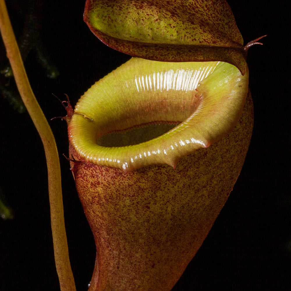 
                      
                        Nepenthes flava BE-3652
                      
                    