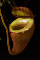 Nepenthes flava BE-3652