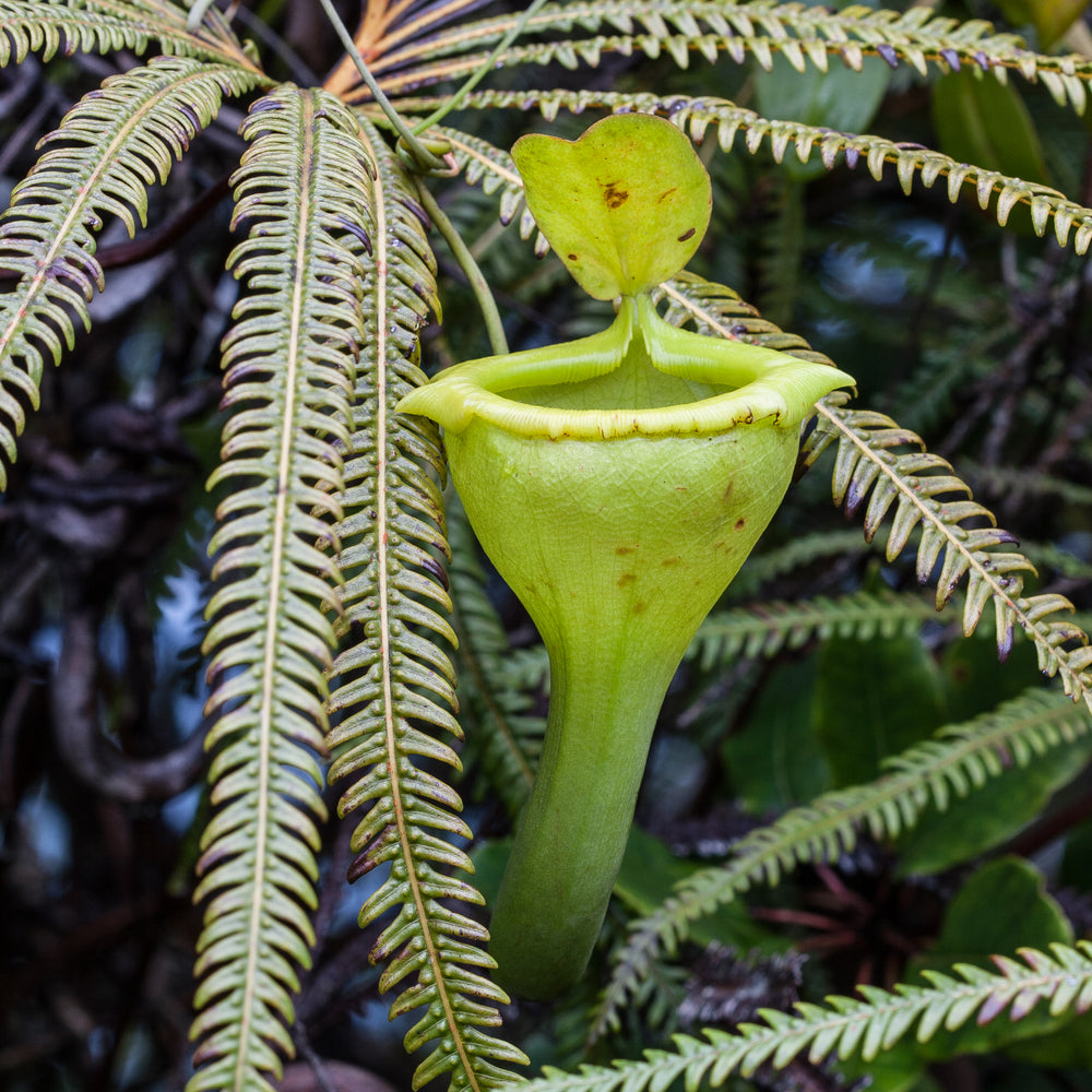 
                      
                        Nepenthes flava BE-3652
                      
                    