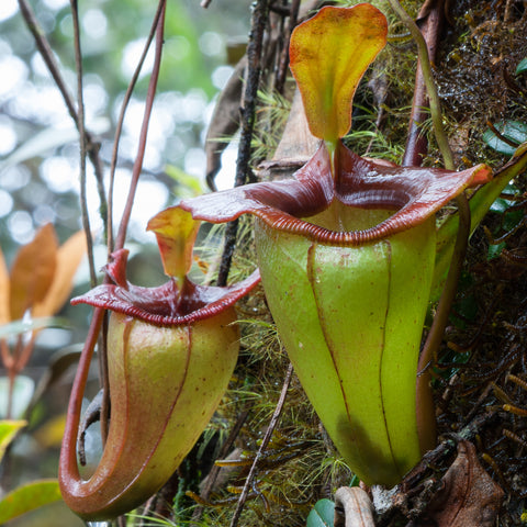 Nepenthes jacquelineae pitcher plant with lime green pitcher and red rim on mossy surface.