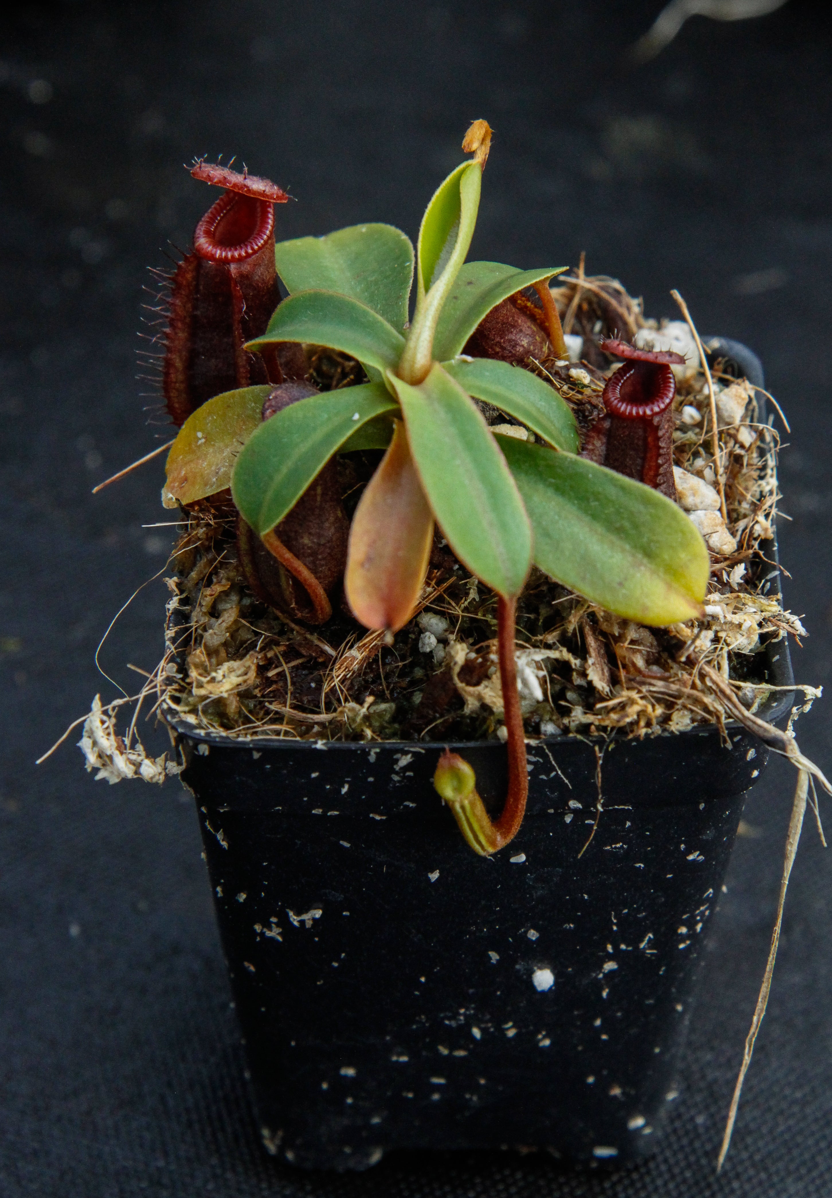 Nepenthes muluensis x lowii, BE-3128 – Carnivero