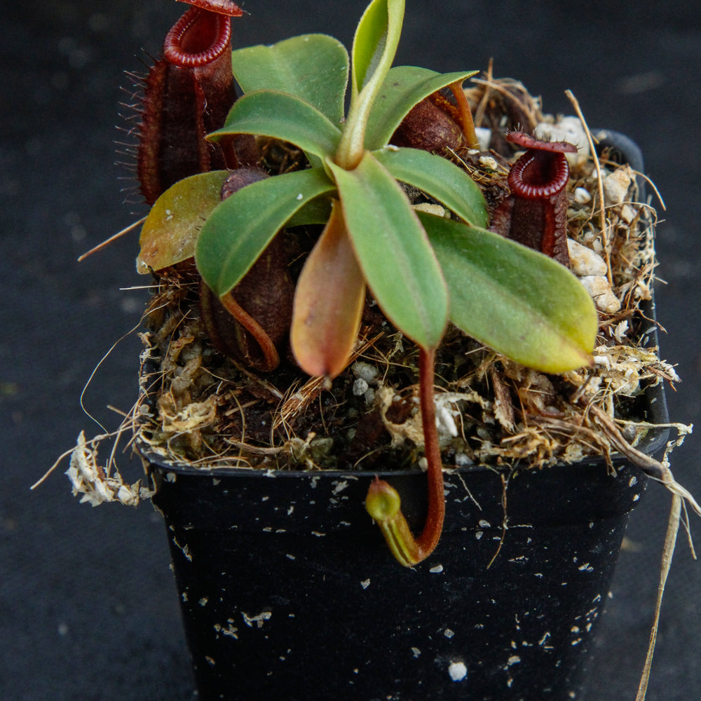 
                      
                        Nepenthes muluensis x lowii, BE-3128
                      
                    