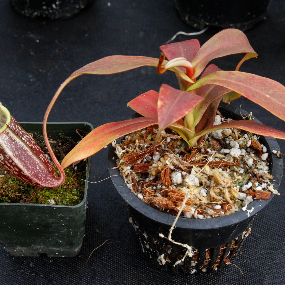 
                      
                        Nepenthes spectabilis, BE-3322
                      
                    