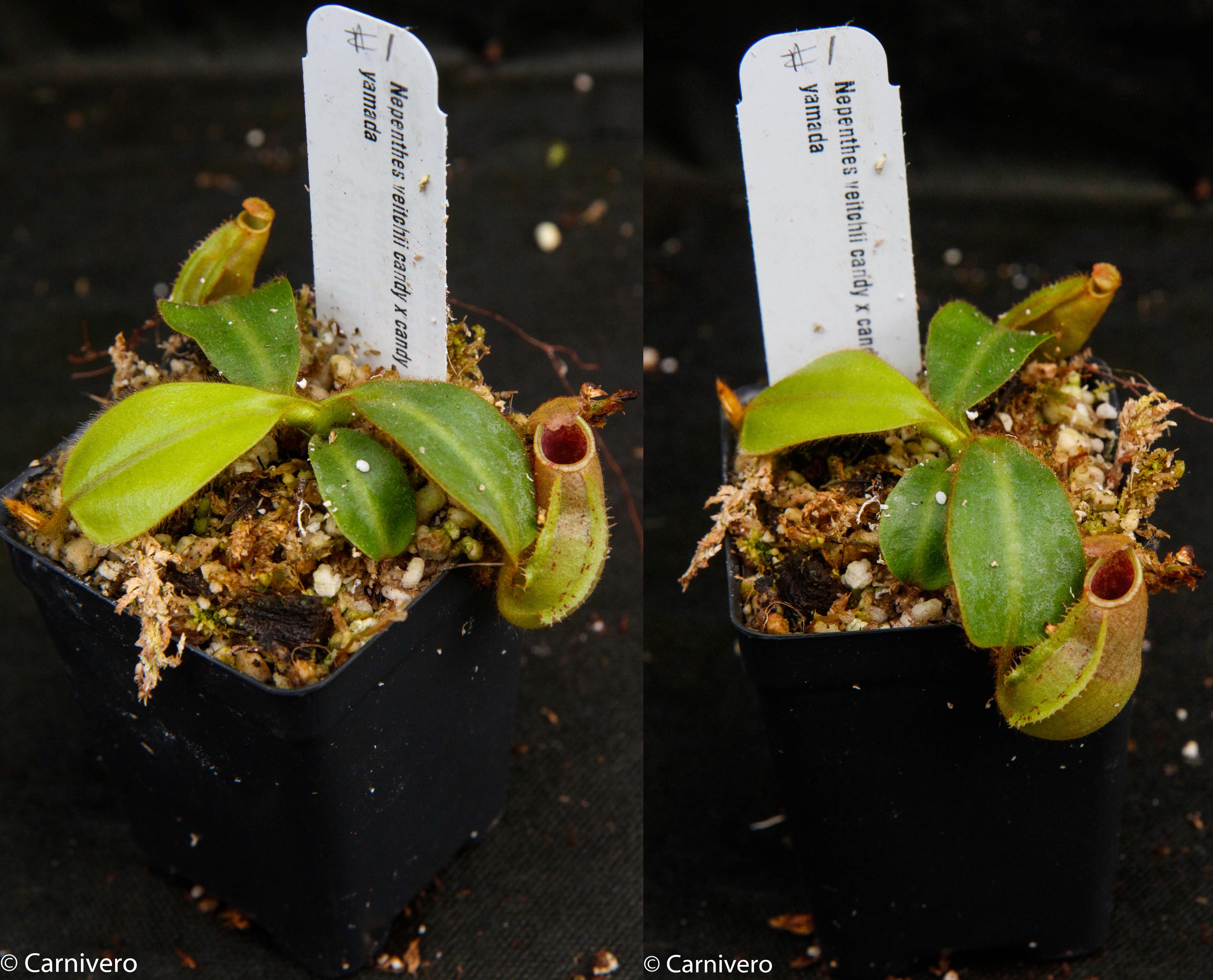 Nepenthes veitchii (Candy x Candy Yamada) – Carnivero