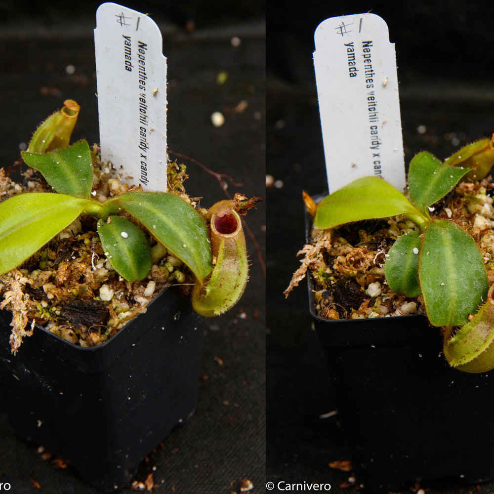 
                      
                        Nepenthes veitchii (Candy x Candy Yamada)
                      
                    