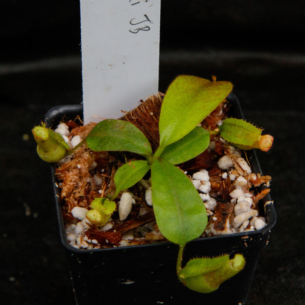 
                      
                        Nepenthes veitchii x clipeata, CAR-0128
                      
                    