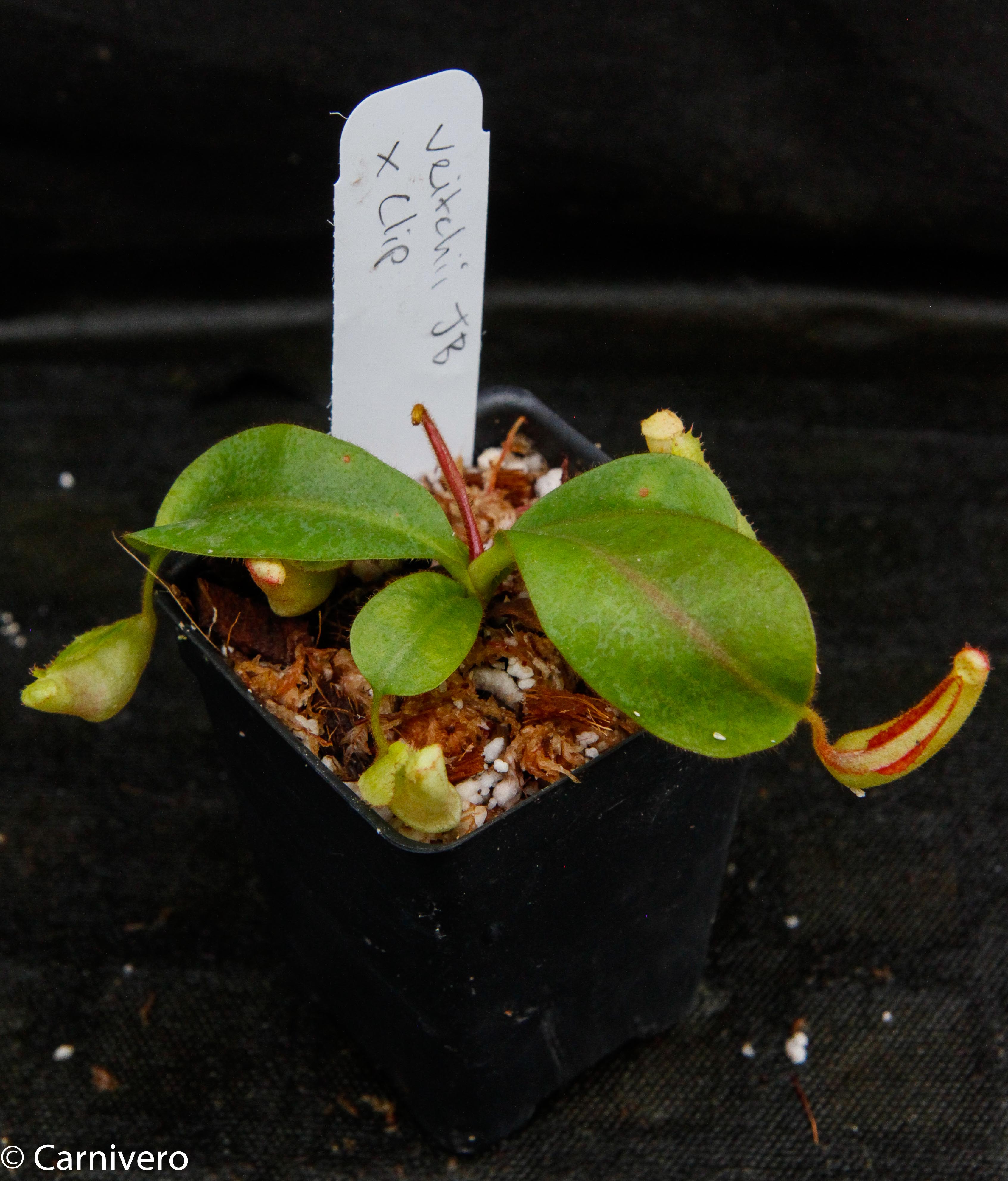 Nepenthes veitchii x clipeata, CAR-0128 – Carnivero
