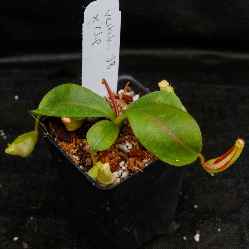 
                      
                        Nepenthes veitchii x clipeata, CAR-0128
                      
                    