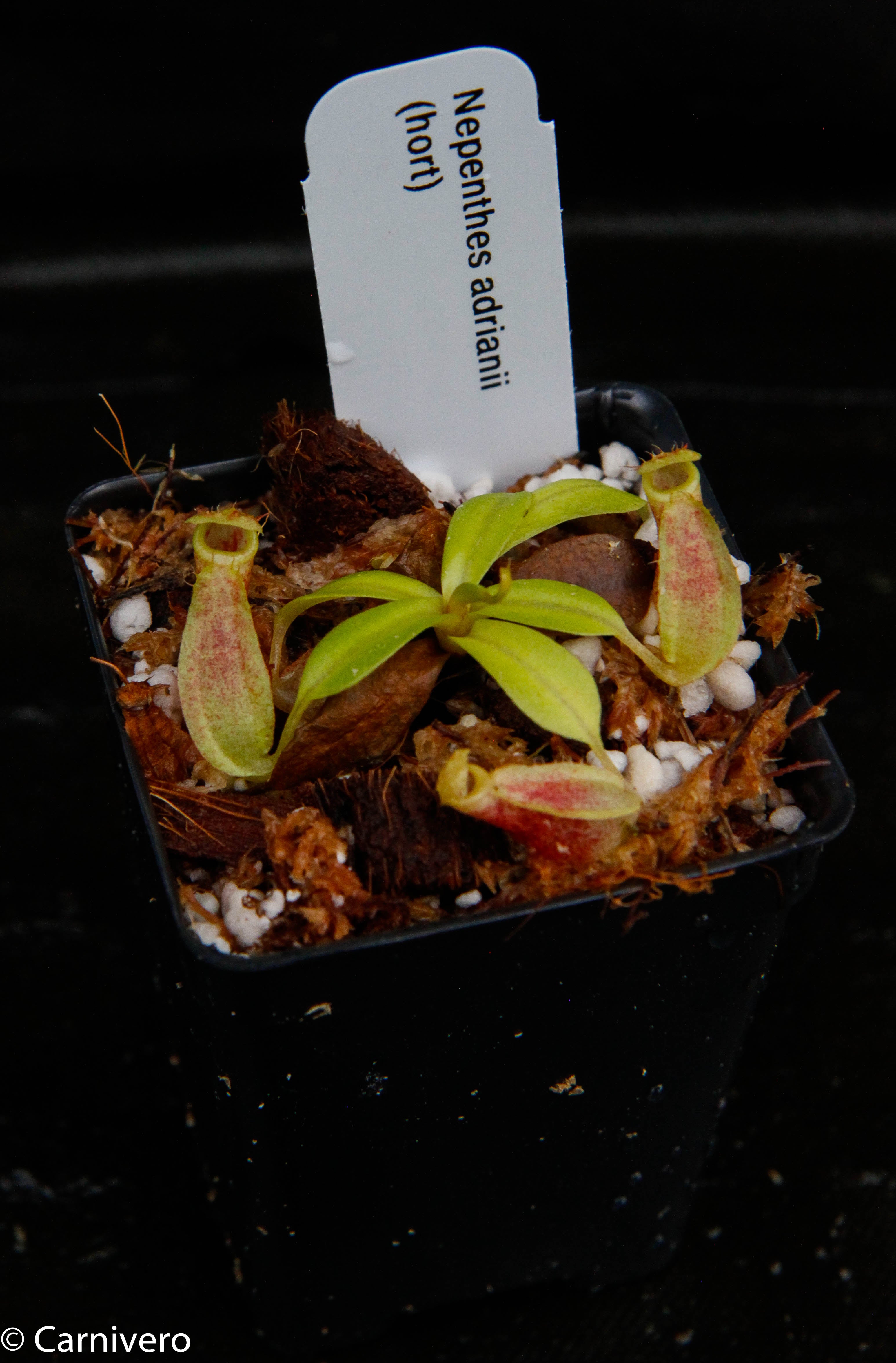 Nepenthes adrianii, CAR-0135 – Carnivero