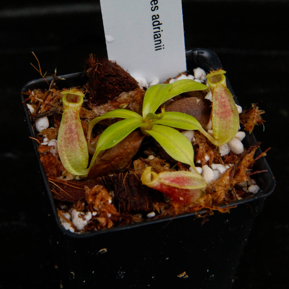 
                      
                        Nepenthes adrianii, CAR-0135
                      
                    