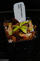 Nepenthes adrianii, CAR-0135