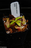 Nepenthes adrianii, CAR-0135