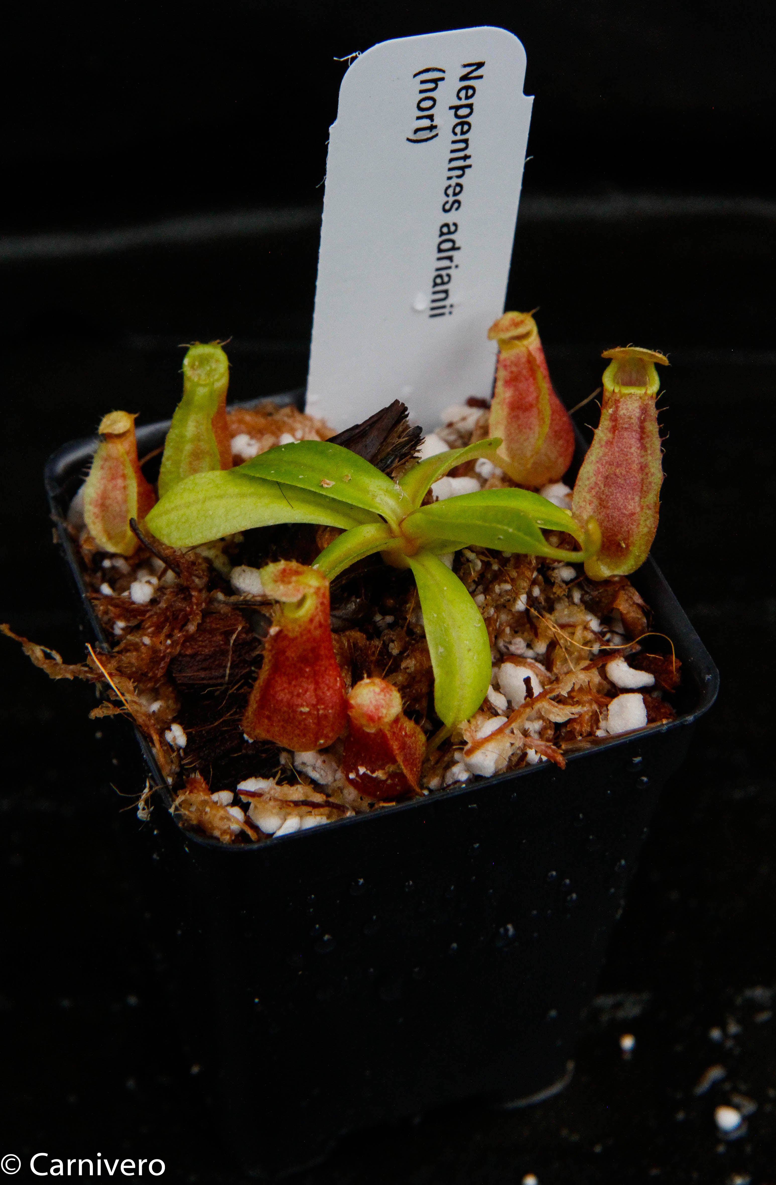 Nepenthes adrianii, CAR-0135 – Carnivero
