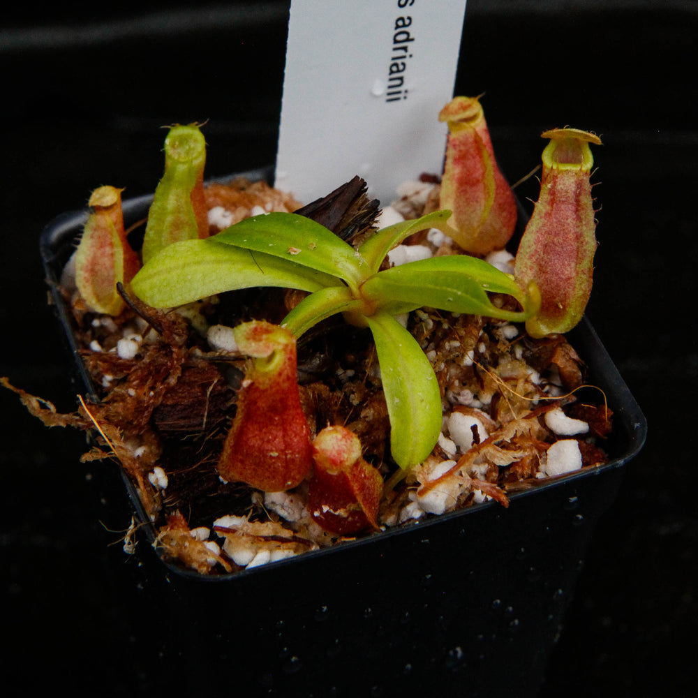 
                      
                        Nepenthes adrianii, CAR-0135
                      
                    