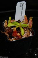 Nepenthes adrianii, CAR-0135