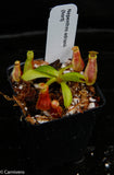 Nepenthes adrianii, CAR-0135