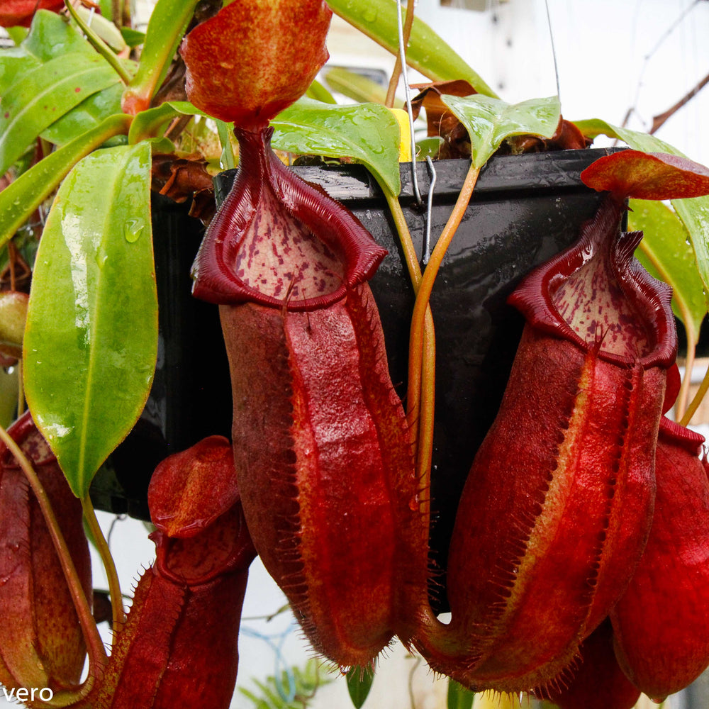 
                      
                        Nepenthes adrianii, CAR-0135
                      
                    