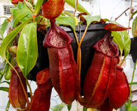 Nepenthes adrianii, CAR-0135