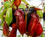 Nepenthes adrianii, CAR-0135