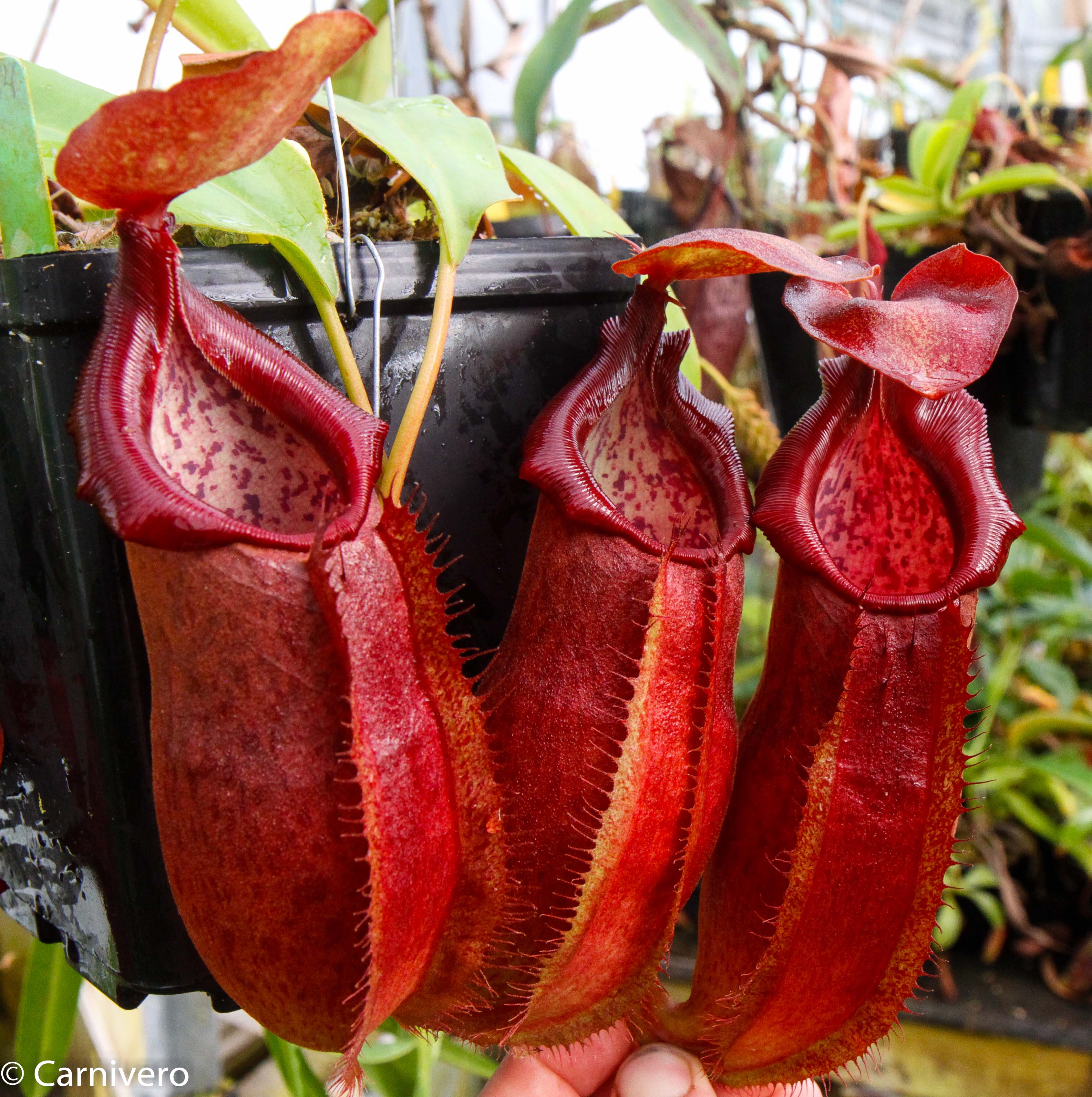 Nepenthes adrianii, CAR-0135 – Carnivero