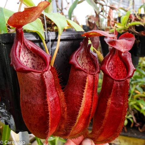 Nepenthes adrianii with three large red pitcher traps along the plant in a black pot.