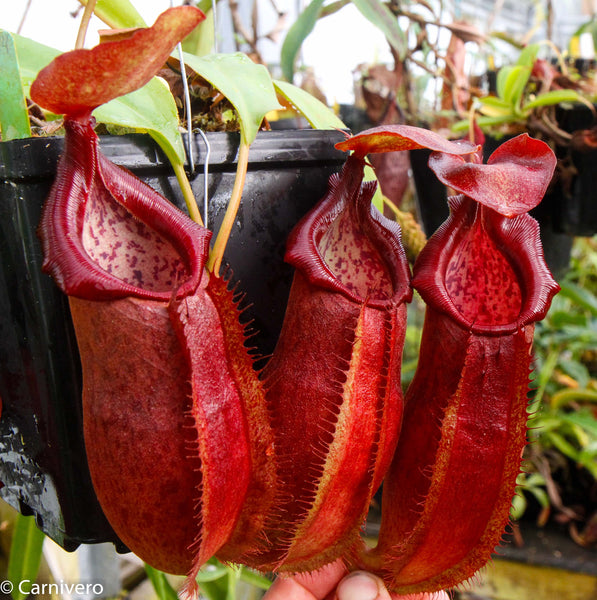 Nepenthes adrianii, CAR-0135