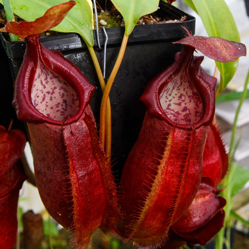 
                      
                        Nepenthes adrianii, CAR-0135
                      
                    