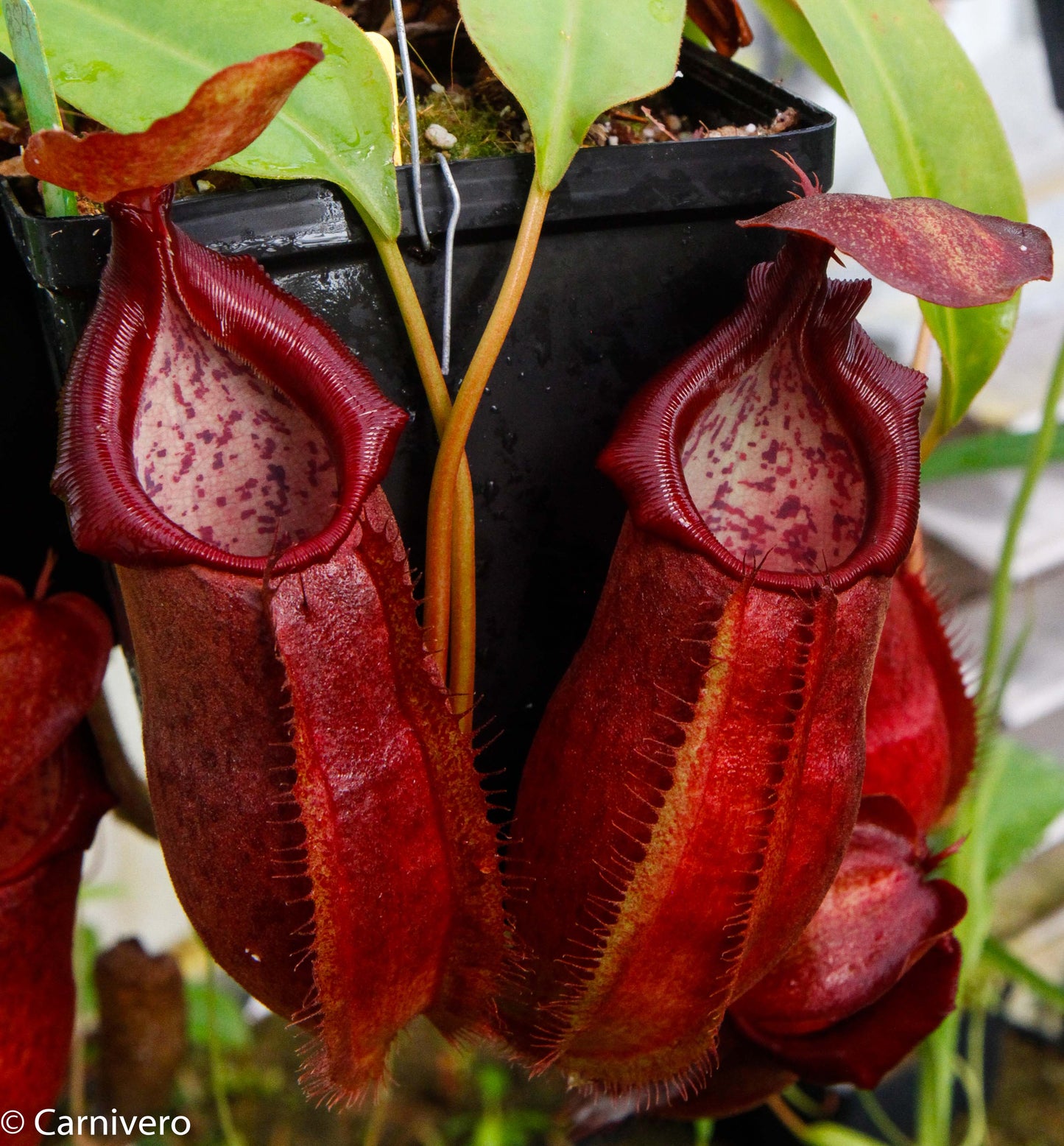 Nepenthes adrianii, CAR-0135