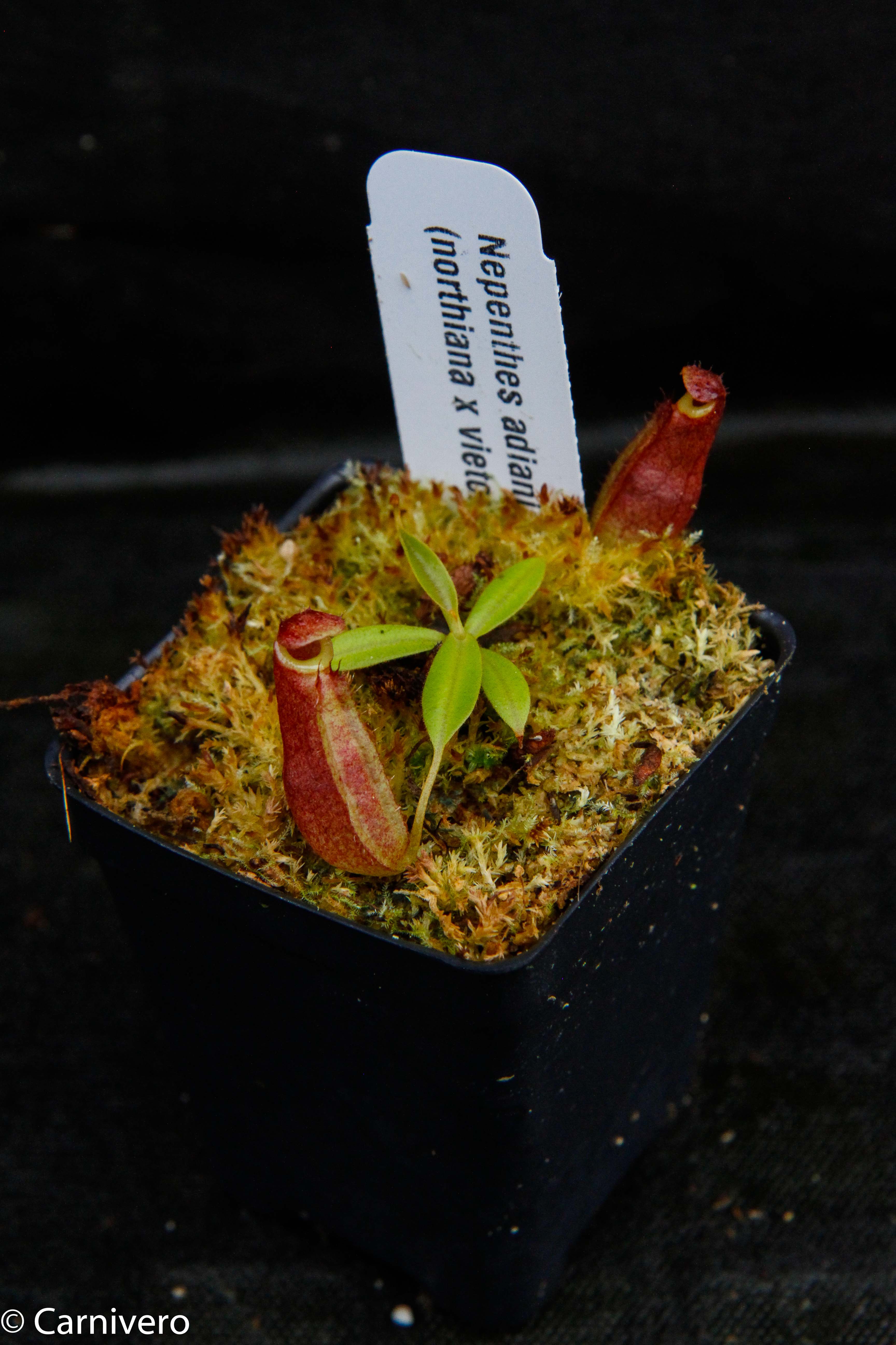 Nepenthes adrianii x [lowii x (northiana x veitchii)], CAR-0002