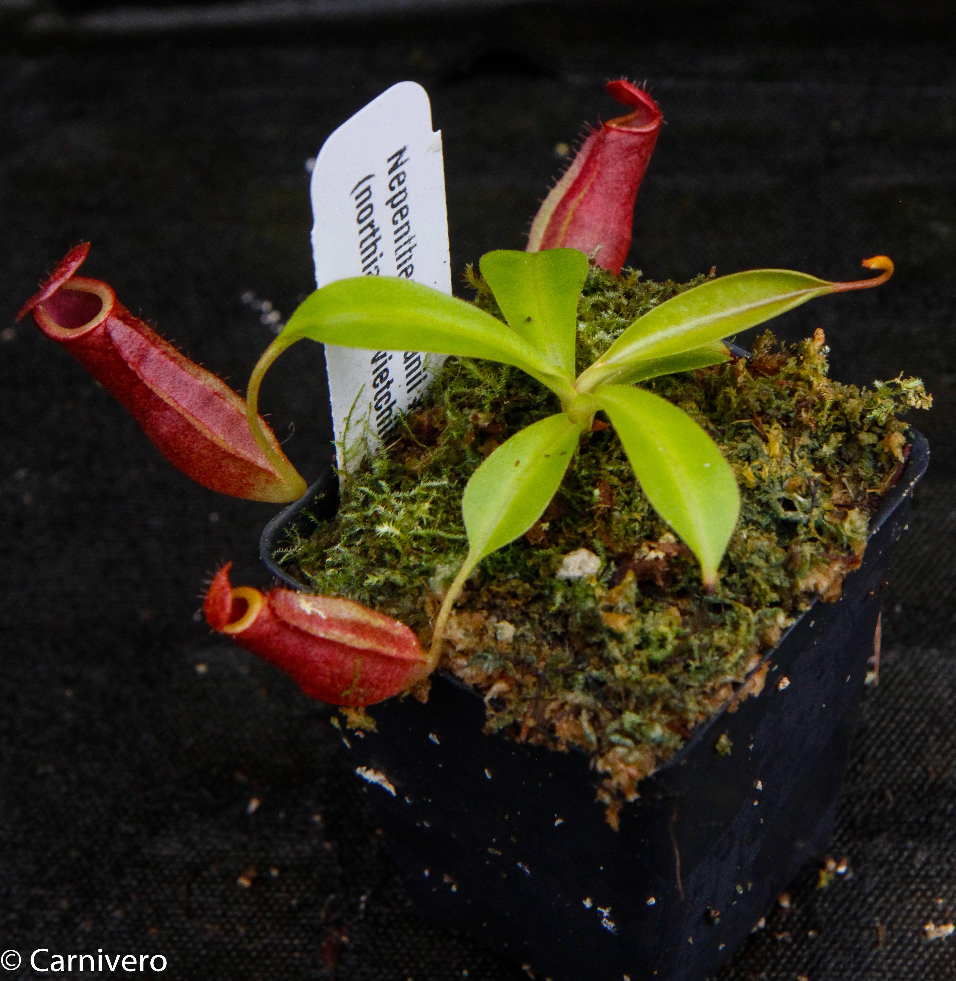 Nepenthes adrianii x [lowii x (northiana x veitchii)], CAR-0002
